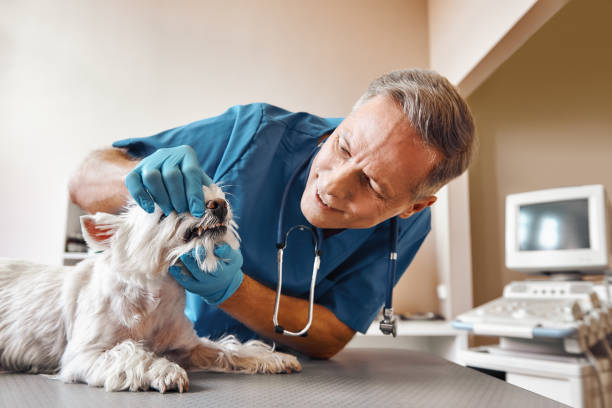 Best Root Canal Emergency Dentist  in Holley, NY